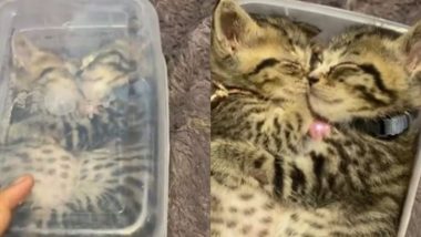 एक-दूसरे से लिपटकर सोती दिखीं दो बिल्लियां, दोनों की क्यूटनेस देख आप भी हार जाएंगे अपना दिल (Watch Viral Video)