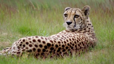 Cheetah Shaurya Dies: दक्षिण अफ्रीका से मध्य प्रदेश के कूनो नेशनल पार्क में लाया गया नामीबियाई चीता शौर्य की मौत; अब तक 10 मरे