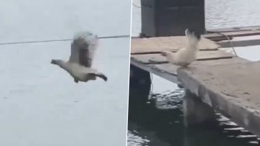 पक्षी की तरह उड़कर किया नदी को पार करती दिखी मुर्गी, उसके नए टैलेंट को देख लोग हुए हैरान (Watch Viral Video)
