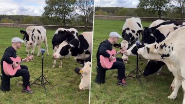 शख्स ने बजाया ‘I Can't Help Falling in Love’ संगीत, मगन होकर म्यूजिक का आनंद लेता दिखा गायों का झुंड (Watch Viral Video)