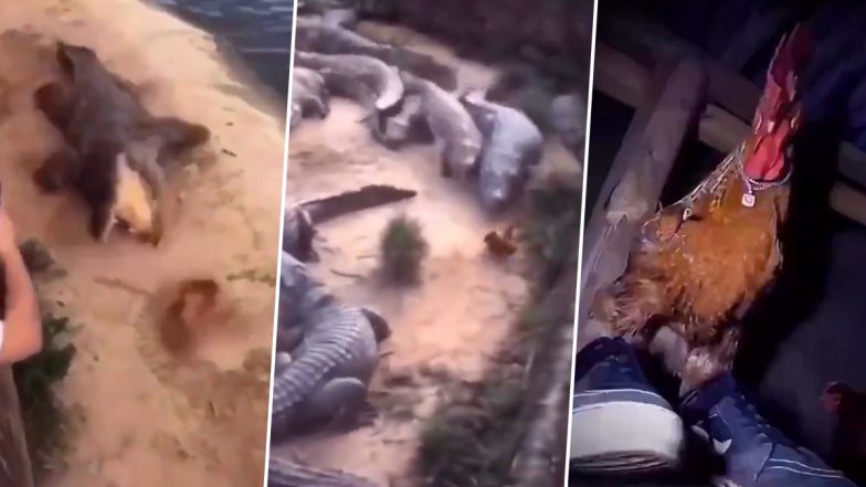 एक मुर्गे ने मगरमच्छों के झुंड को दिया चकमा, Viral Video में देखें कैसे खूंखार शिकारियों से बचाई अपनी जान