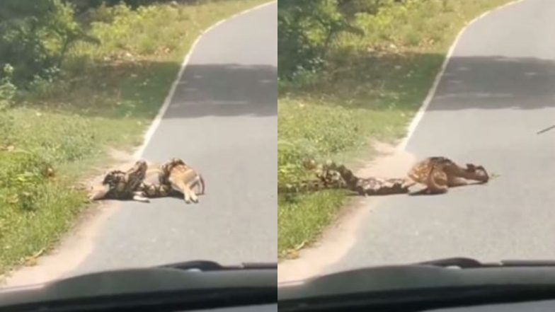हिरण को जकड़कर उसे खाने की तैयारी में था विशालकाय अजगर, फिर जो हुआ... Viral Video देख उड़ जाएंगे होश