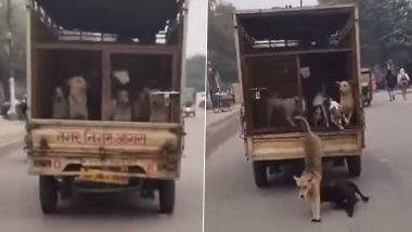 UP: आगरा में आवारा कुत्तों को गाड़ी में भरकर ले कर जा रही थी नगर निगम की गाड़ी, बाईक सवार युवक के  दरवाज़ा खोलते हुए रफू चक्कर- VIDEO