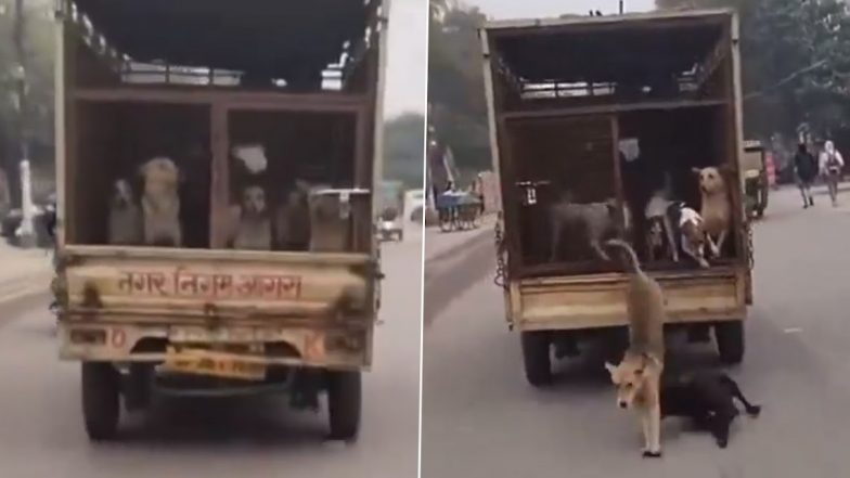 UP: आगरा में आवारा कुत्तों को गाड़ी में भरकर ले कर जा रही थी नगर निगम की गाड़ी, बाईक सवार युवक के  दरवाज़ा खोलते हुए रफू चक्कर- VIDEO