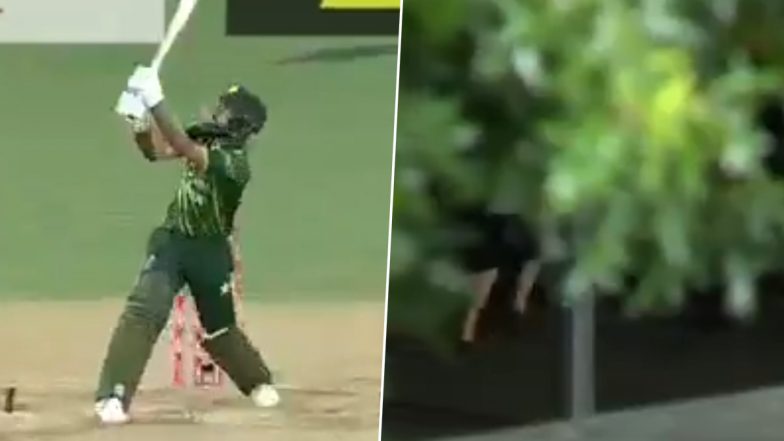 NZ vs PAK 2nd T20I 2024: न्यूज़ीलैंड के खिलाफ दूसरे टी20 में फखर जमान ने मारा लंबा छक्का, स्टेडियम के बाहर खड़े फैन बॉल लेकर भागा, देखें वायरल वीडियो