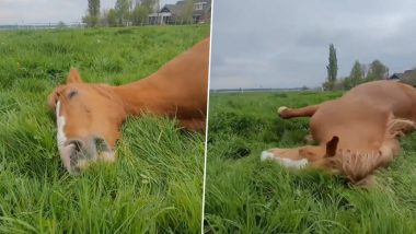 Viral Video: मैदान में लेटकर मजे से हरी-हरी घास खाता दिखा घोड़ा, उसकी हरकतें देख मुस्कुरा देंगे आप