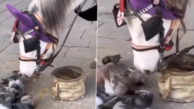 Viral Video: घोड़े ने पेश की दोस्ती की अनोखी मिसाल, भूखे कबूतरों संग शेयर किया अपना खाना