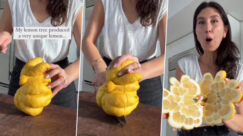 Unique Lemon: कभी देखा है बड़े आकार वाला अनोखा नींबू? वायरल वीडियो देख हैरत में पड़ जाएंगे आप