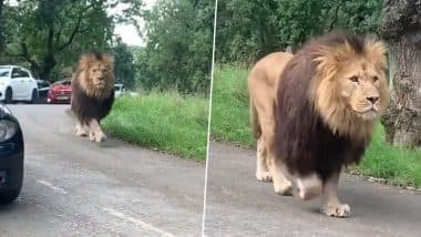 मॉर्निग वॉक करने के लिए सड़क पर निकला बब्बर शेर, जंगल के राजा की शान देख उड़े लोगों के होश (Watch Viral Video)