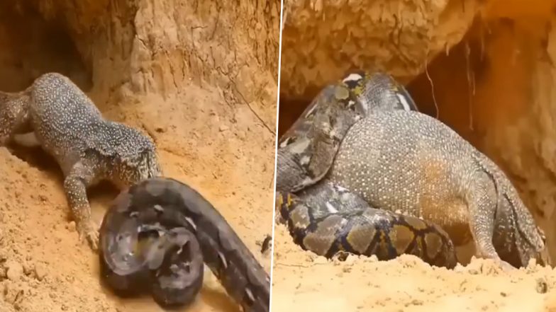 Viral Video: विशालकाय अजगर और मॉनिटर लिजर्ड के बीच छिड़ी खूनी जंग, देखें क्या हुआ इस लड़ाई का अंजाम