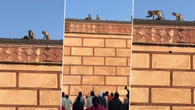 वृंदावन में iPhone छीनकर ऊंची दीवार पर जा बैठा बंदर, मोबाइल पाने के लिए शख्स ने अपनाया यह हथकंडा (Watch Viral Video)
