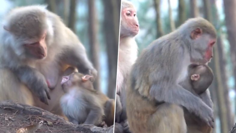 बच्चा उसका है या नहीं, कुछ इस तरह से पड़ताल करती दिखी बंदरिया, Viral Video देख हंस पड़ेंगे आप