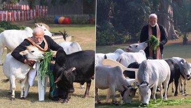 PM Modi Feeds Cows- Video: पीएम मोदी ने गायों को खिलाया चारा, मकर संक्रांति पर देखें प्रधानमंत्री का अनोखा अंदाज
