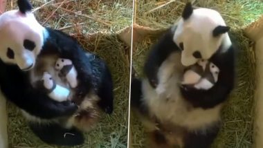 Viral Video: एक महीने के जुड़वा बच्चों को गले लगाकर प्यार करती दिखी मां पांडा, मनमोहक वीडियो हुआ वायरल