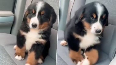 बैठे-बैठे अचानक से झपकी लेने लगा नन्हा कुत्ता, उसकी क्यूटनेस देख आप भी हार जाएंगे अपना दिल (Watch Viral Video)
