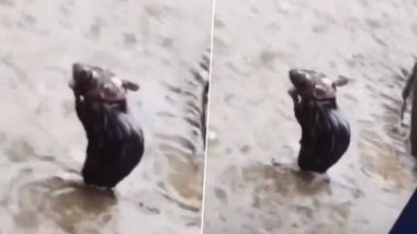 Viral Video: तेज बारिश में भीगकर नहाने लगा चूहा, रगड़-रगड़ कर अपने बदन को करने लगा साफ