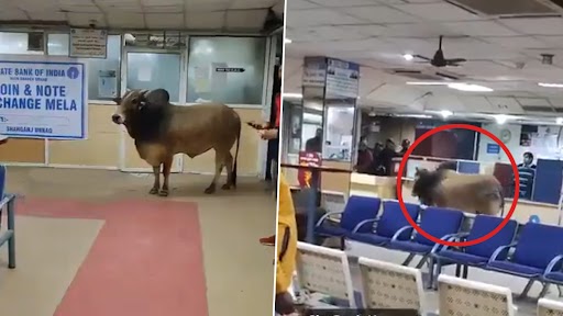 VIDEO: उत्तर प्रदेश के उन्नाव जिले में SBI बैंक में घूंसा सांड, घूमता नजर आया