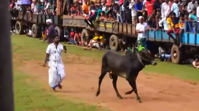 Sri Lanka Jallikattu Event: श्रीलंका का पहला जल्लीकट्टू खेल त्रिंकोमाली में शुरू, 200 सांडों के हिस्सा लेने की उम्मीद है, देखें वीडियो