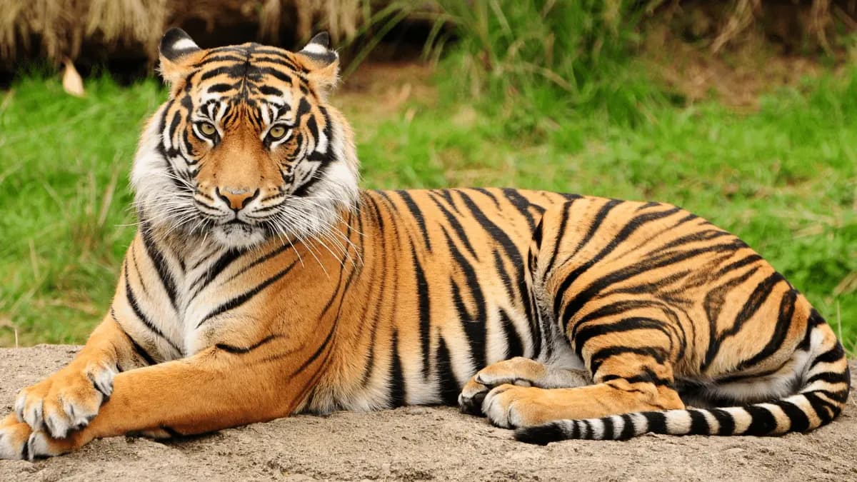 Tiger Died By Electrocution: छत्तीसगढ़ में बाघ की करंट लगने से मौत, तार बिछाने के आरोप में पांच लोग गिरफ्तार