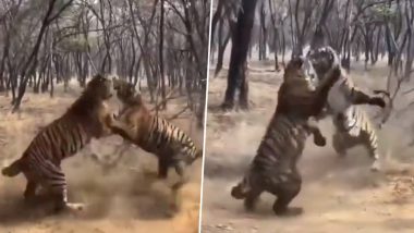 Tigers Fight Viral Video: वर्चस्व को लेकर हुई दो बाघों के बीच भयंकर लड़ाई, वीडियो देख हो जाएंगे हैरान