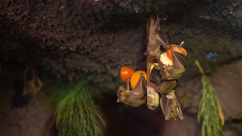 New Deadly Bat Virus: थाईलैंड में मनुष्यों में फैलने की क्षमता वाला नया घातक चमगादड़ वायरल पाया गया: रिपोर्ट