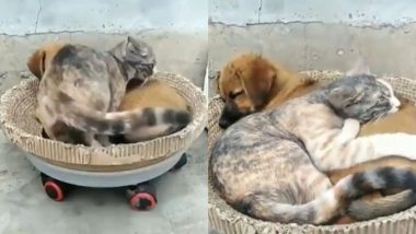 कुत्ते और बिल्ली में दिखा गहरा याराना, एक-दूसरे के साथ लिपटकर सोते दिखे दोनों (Watch Viral Video)