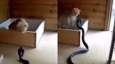 फन फैलाकर बिल्ली पर हमला करने के लिए लपका खतरनाक सांप, अगले ही पल वहां से भागने पर हुआ मजबूर (Watch Viral Video)