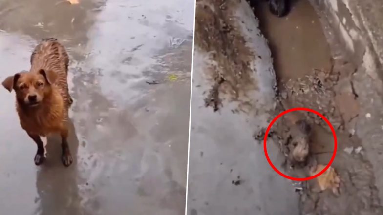 बारिश में भीग रहे बच्चों को बचाने के लिए मदर डॉग ने मांगी शख्स से मदद, Viral Video देख हो जाएंगे भावुक