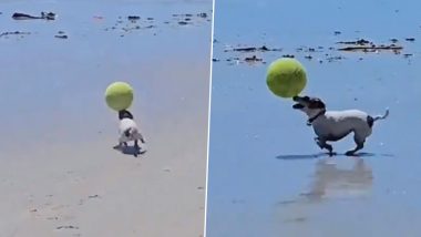 Viral Video: समंदर किनारे एक अच्छे खिलाड़ी की तरह गेंद से खेलता नजर आया कुत्ता, मजेदार वीडियो हुआ वायरल