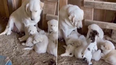 अपने बच्चों के साथ आराम कर रही थी मदर डॉग, तभी पिल्लों के बीच जाकर बैठ गई नन्ही बकरी, देखें Viral Video