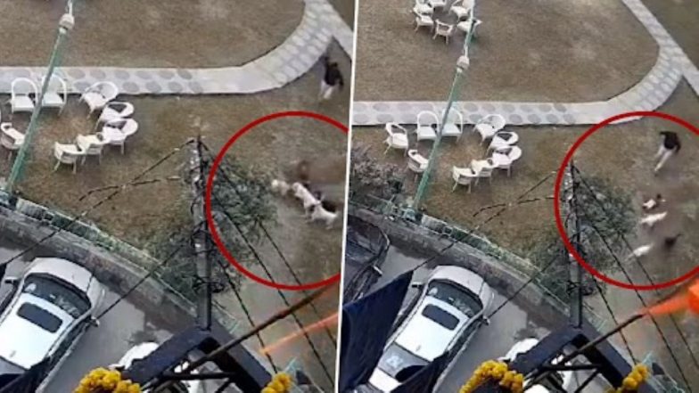Dog Attacking 2 Year Old Video: गाजियाबाद में कुत्तों का आतंक, फिर बनाया मासूम बच्चे को बनाया निशाना