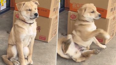 बैठे-बैठे कुत्ते को आ गई गहरी नींद, अगले ही पल जो हुआ... Viral Video देख छूट जाएगी आपकी हंसी