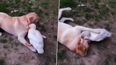 Viral Video: बत्तख और कुत्ते में दिखा गजब का याराना, लंबे समय बाद मिलने पर एक-दूसरे से ऐसे जताया प्यार