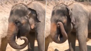 Viral Video: सूंड से अपनी आंखें मलता दिखा हाथी, मजेदार वीडियो देख आपके चेहरे पर आ जाएगी मुस्कान