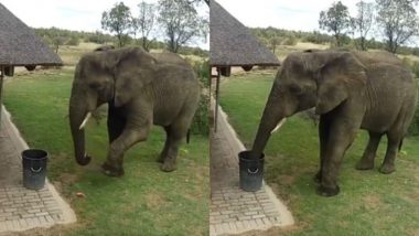 Viral Video: कचरे को अपनी सूंड से उठाकर डस्टबिन में फेंकता दिखा हाथी, अपने गुड मैनर्स से गजराज ने जीता सबका दिल
