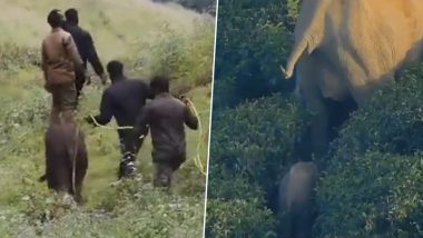 Viral Video: अपनी मां को ढूंढते हुए जंगल में भटक रहा था नन्हा हाथी, फिर वनकर्मियों मे ऐसे की गजराज की मदद