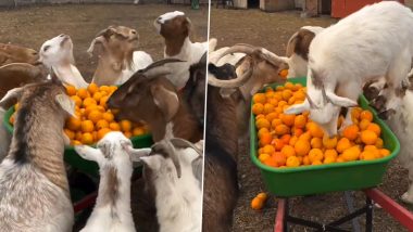 ठेले को देखकर उस पर टूट पड़ी बकरियां, जमकर उड़ाने लगी संतरे की दावत (Watch Viral Video)