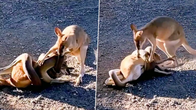 Viral Video: अपने बच्चे को बचाने के लिए खतरनाक अजगर से भिड़ गई मां कंगारू, वीडियो देख भावुक हुए लोग