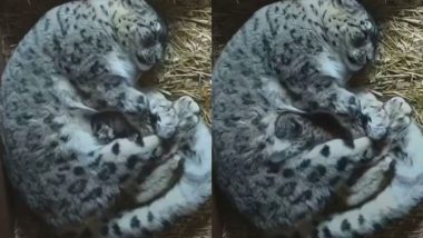 Snow Leopard: अपनी मां से लिपटकर सोता दिखा नन्हा हिम तेंदुआ, दिल जीतने वाला वीडियो हुआ वायरल