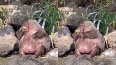 Monkey Viral Video: नदी किनारे बैठकर मजे से आम खाता दिखा मोटा बंदर, मजेदार वीडियो हुआ वायरल