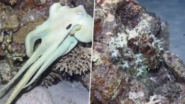 पानी के अंदर रंग बदलता दिखा ऑक्टोपस, जीव के इस छलावरण को देख नहीं होगा आंखों पर यकीन (Watch Viral Video)