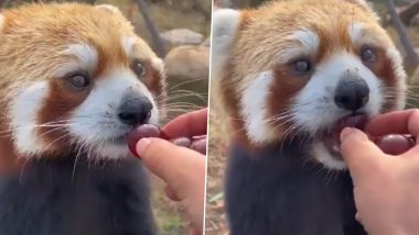 Red Panda Viral Video: मजे से अंगूर खाता दिखा लाल पांडा, जानवर का मजेदार वीडियो देख बन जाएगा आपका दिन