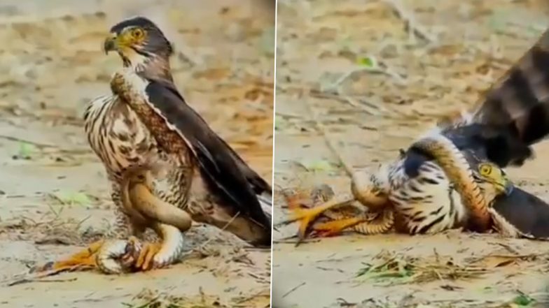शिकारी बाज ने सांप के मुंह को दबोचा, फिर नागराज ने जो किया... Viral Video देख दंग रह जाएंगे आप
