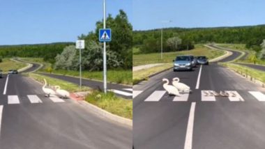Swan Viral Video: सड़क पार करता दिखा हंस का पूरा परिवार, नजारा देख रास्ते में रुक गई कई गाड़ियां