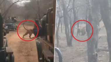 राजस्थान के रणथंभौर में शिकार को मुंह में लेकर घूमता दिखा बाघ, पर्यटकों ने कैमरे में कैद किया नजारा (Watch Viral Video)