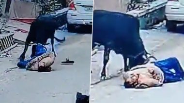 Man Killed in Bull Attack: यूपी के बरेली में सांड ने बुजुर्ग को पटककर मार डाला, मौत के बाद भी करता रहा हमला; देखें खौफनाक Video