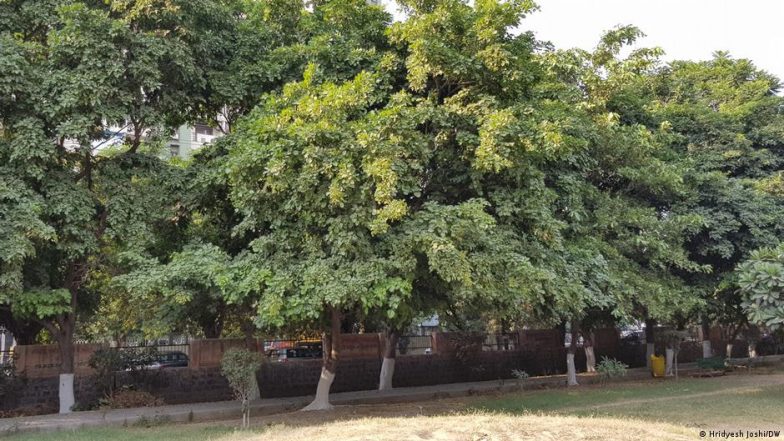 हाई कोर्ट ने कहा जंगल दिल्ली के 