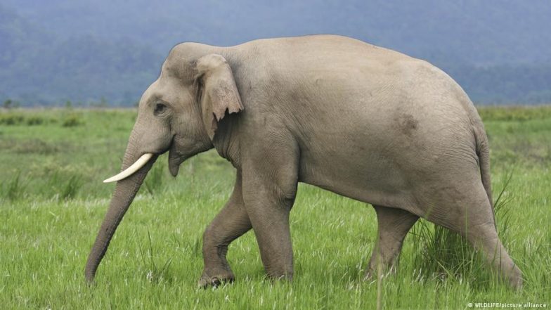 केरल में क्यों बढ़ रहा इंसान और हाथी के बीच का संघर्ष