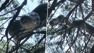 Viral Video: पेड़ पर चढ़कर आराम फरमाता दिखा विशालकाय एनाकोंडा, हैरान करने वाला वीडियो हुआ वायरल