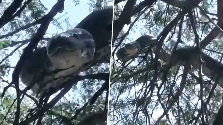 Viral Video: पेड़ पर चढ़कर आराम फरमाता दिखा विशालकाय एनाकोंडा, हैरान करने वाला वीडियो हुआ वायरल